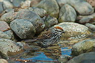 Chipping Sparrow bathing - click to enlarge