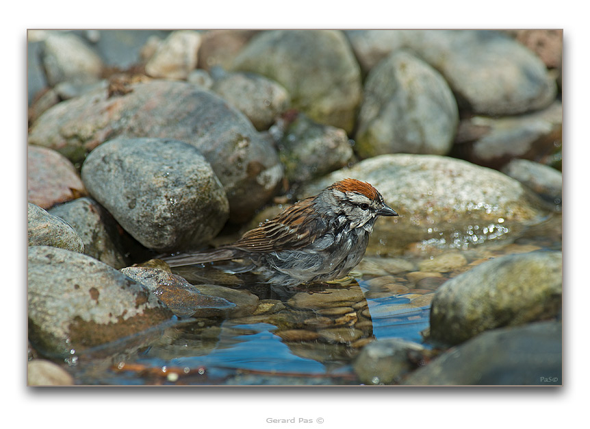 Chipping Sparrow - click to enlarge image