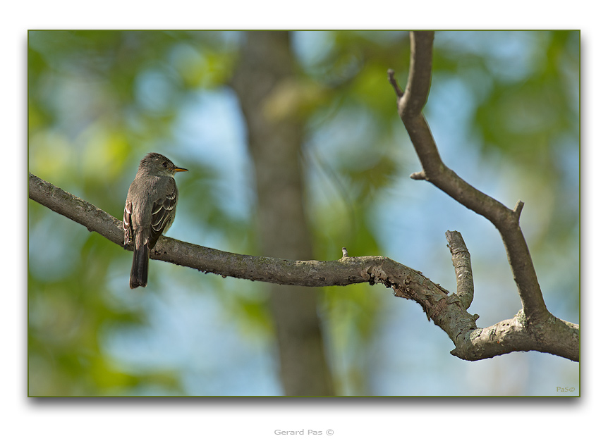 Eastern Wood-Pewee - male - click to enlarge image