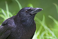 American Crow - click to advance