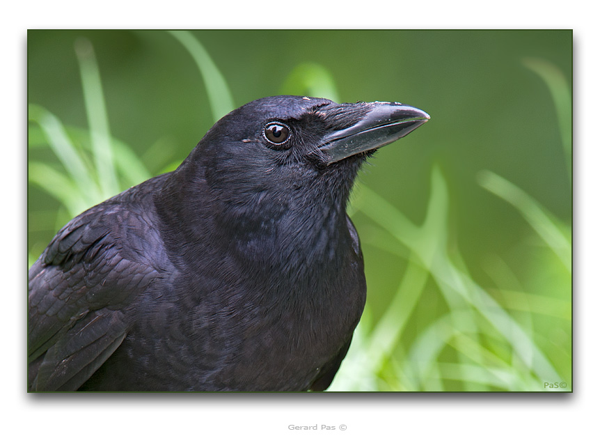 American Crow - male - click to enlarge image