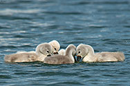 Mute Swan Cygnets- click to enlarge