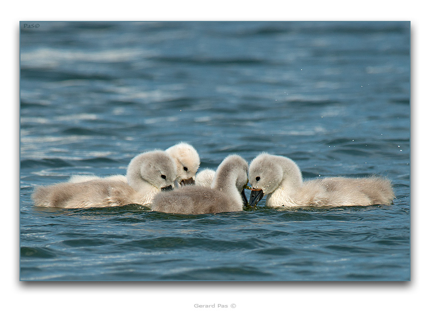 Mute Swan Cygnets - click to enlarge image