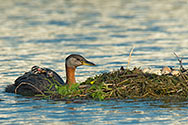 Red-necked Grebe  - click to enlarge