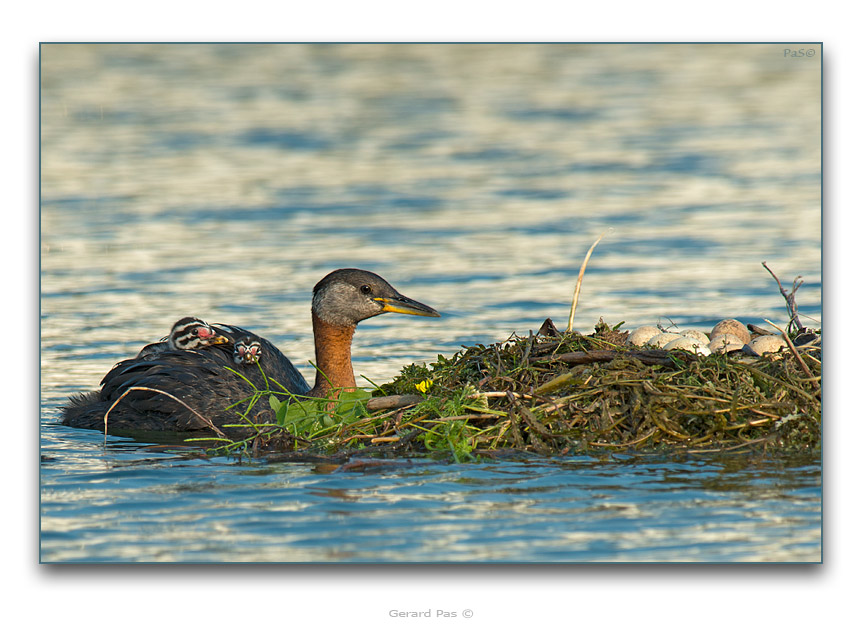 Red-necked Grebe - click to enlarge image