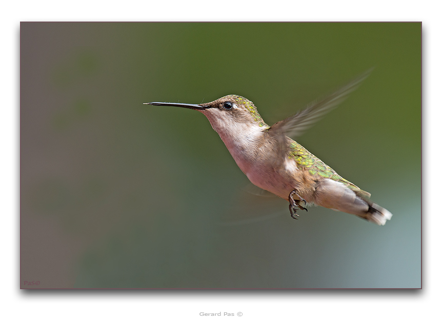 Ruby-throated Hummingbird - click to enlarge image