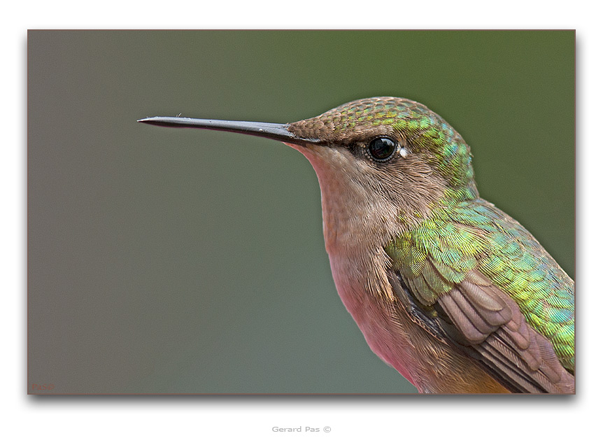 Ruby-throated Hummingbird - click to enlarge image