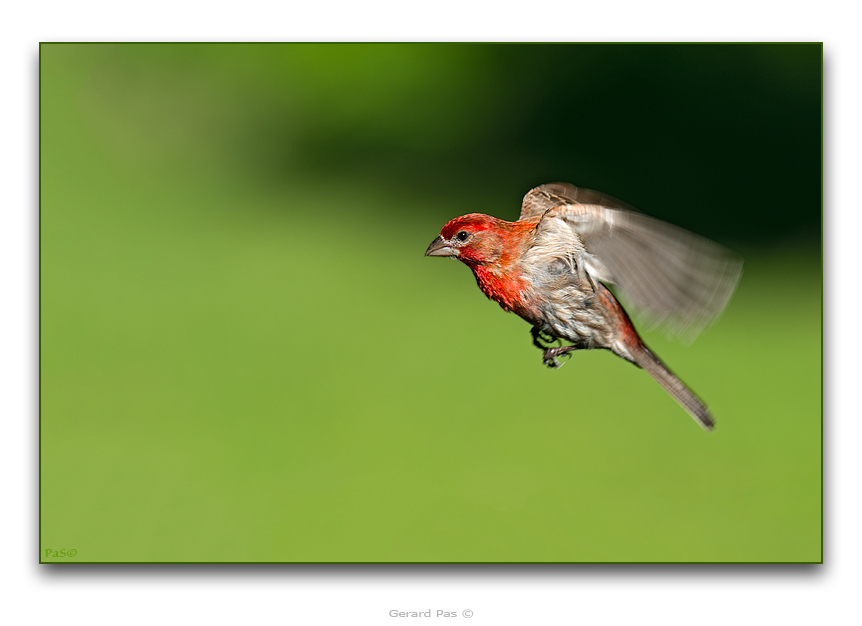 Common House Finch - click to enlarge image