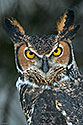 Great Horned Owl - click to enlarge