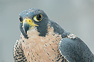 Peregrine Falcon - click to enlarge