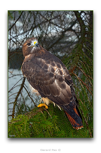 Red-tailed Hawk - click to enlarge image