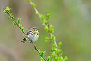 Cape May Warbler - click to enlarge