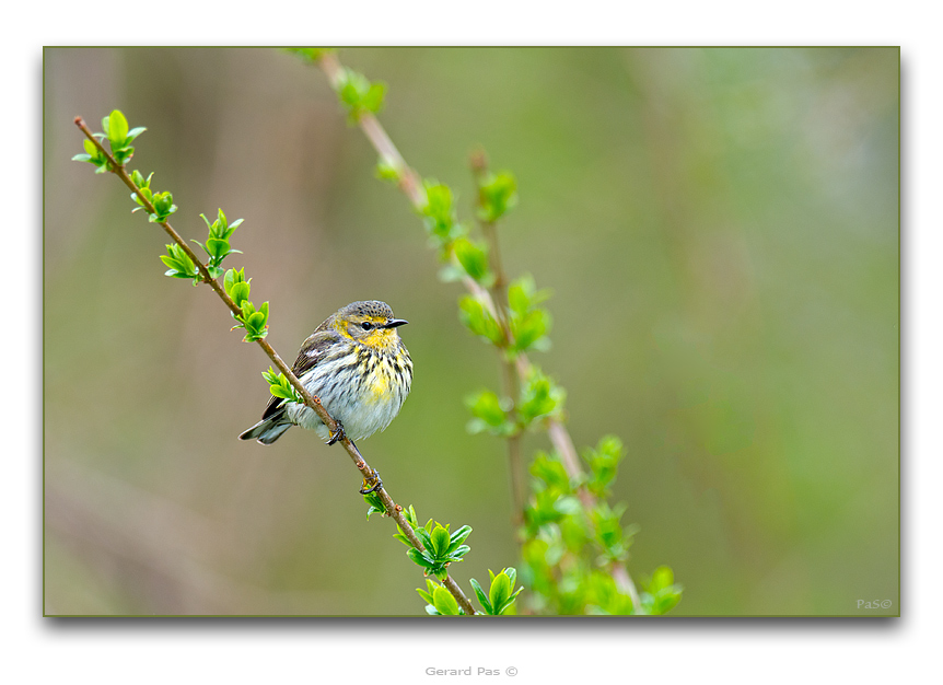 Cape May Warbler - click to enlarge image