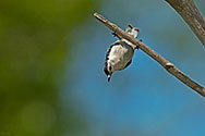 White-breasted Nuthatch - click to enlarge