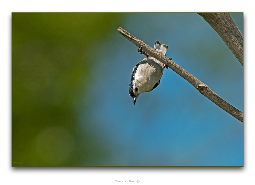 White-breasted Nuthatch - click to enlarge image