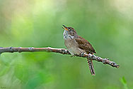 House Wren - click to enlarge