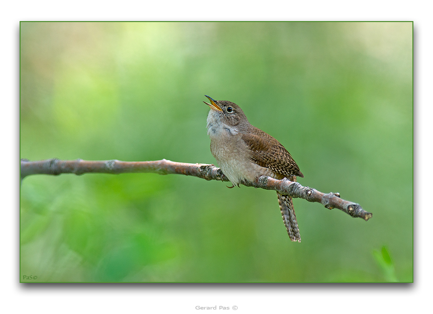 House Wren - click to enlarge image