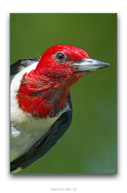 Red-headed Woodpecker - click to enlarge image