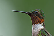 Ruby-throated Hummingbird - click to enlarge