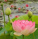 Lotus Flower Lily - click to enlarge