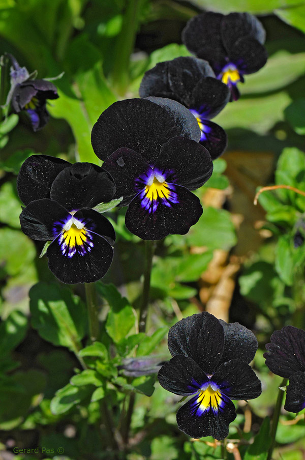 Pansy DSC_2377.JPG - click to enlarge image