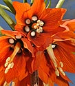 Fritillaria - click to enlarge