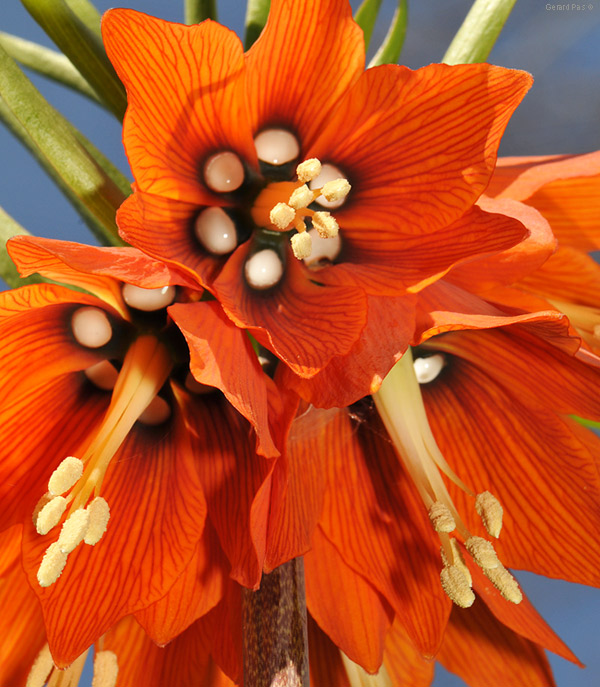 Fritillaria imperialis DSC_2047.JPG - click to enlarge image