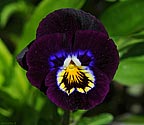 Pansy - click to enlarge