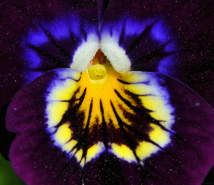 Pansy - DETAIL from DSC_2432.JPG - click to enlarge image