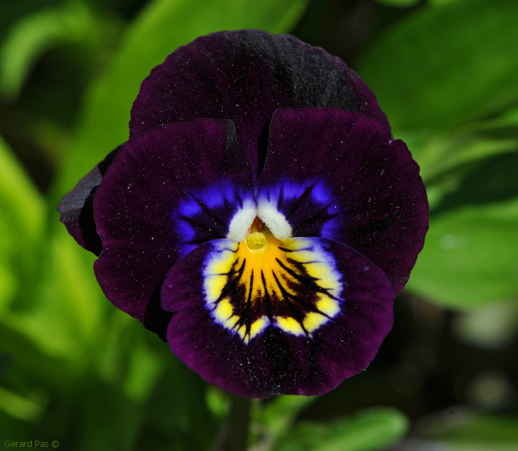 Pansy DSC_2432.JPG - click to enlarge image