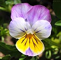 Pansy - click to enlarge