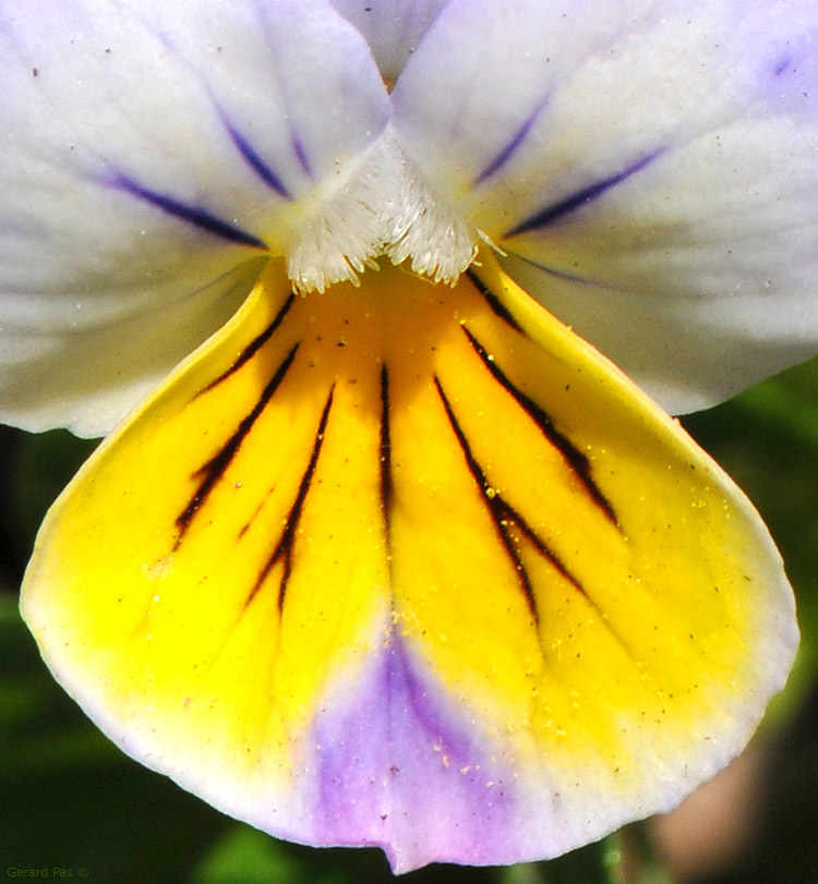 Pansy - DETAIL from DSC_2443.JPG - click to enlarge image