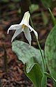 White Trout Lily - click to enlarge