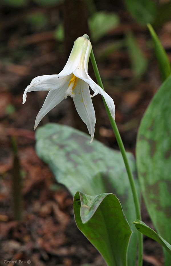 White Trout Lily DSC_2523.JPG - click to enlarge image