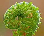 Fern Frond - click to enlarge