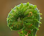 Fern Frond - click to enlarge