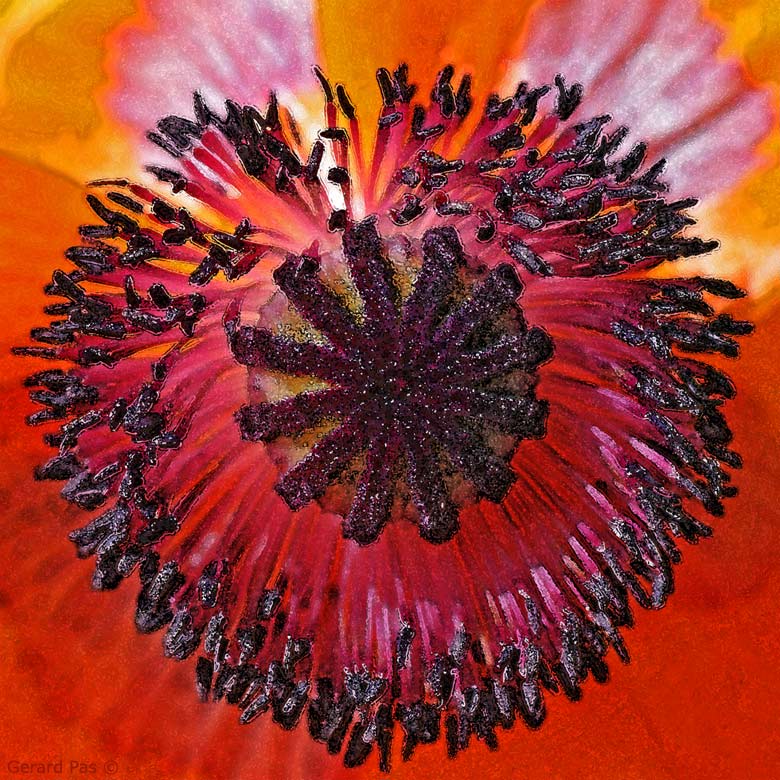 All Poppies are Opium Poppies DSC_4968.JPG - click to enlarge image
