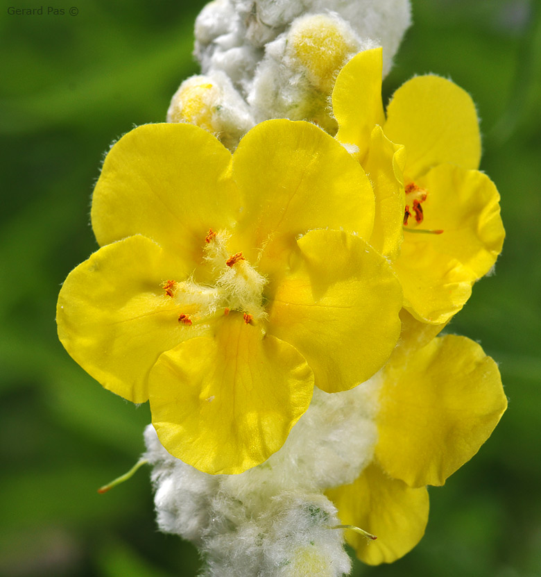 Wooly Mullein DSC_5476.JPG - click to enlarge image