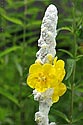 Wooly Mullein - click to enlarge