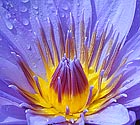 Tropical Water Lily - click to enlarge