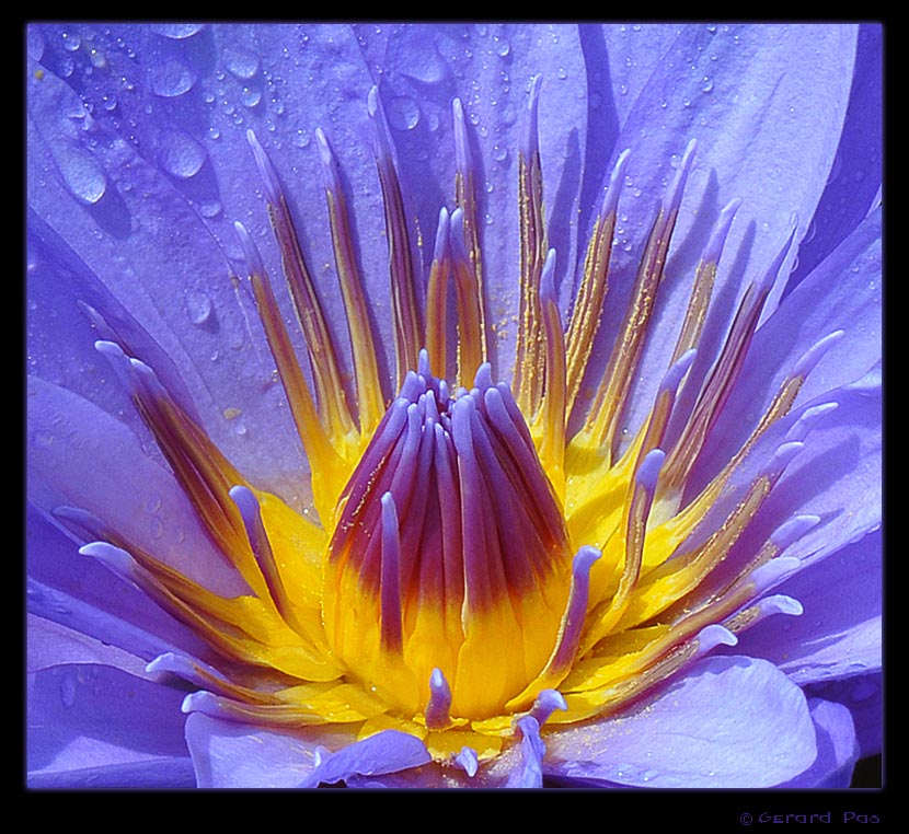Tropical Water Lily DSC_6614.JPG - click to enlarge image