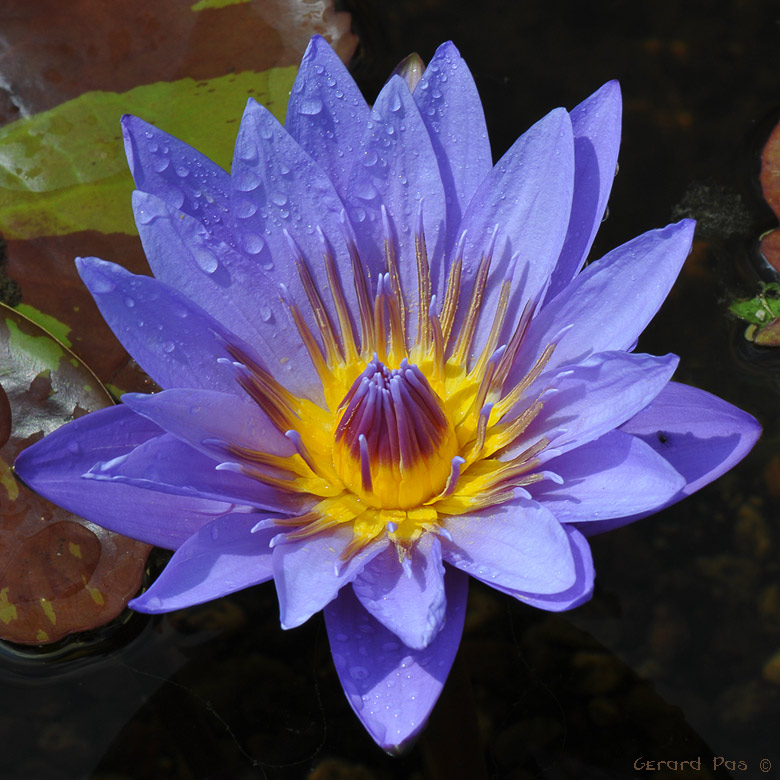 Tropical Water Lily DSC_6616.JPG - click to enlarge image