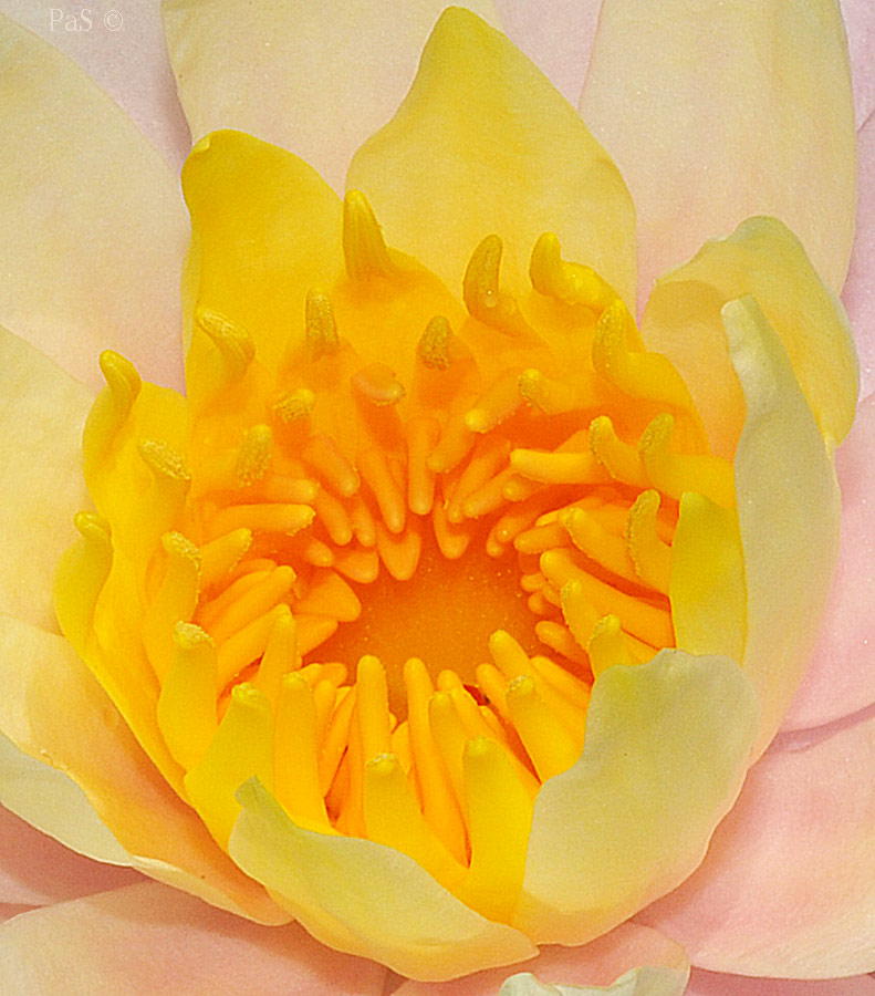 Water Lily - DSC_6653.JPG - click to enlarge image