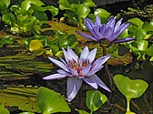 Tropical Water Lily - click to enlarge