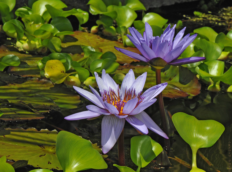 Tropical Water Lilies DSC_6750.JPG - click to enlarge image