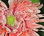 Feathered Poppy - click to enlarge