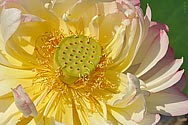 Lotus Flower Lily - click to enlarge