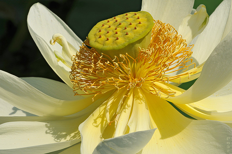 Lotus Flower Lily DSC_8287.JPG - click to enlarge image