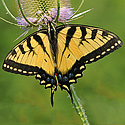 Butterflies — Moths -  click to advance