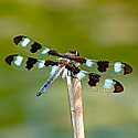 Dragonflies — Damselflies - click to advance